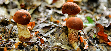 Portage de repas à domicile